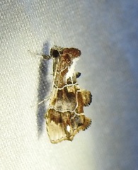 Arrade leucocosmalis