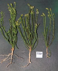 Thesium frisea frisea