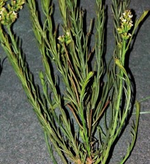 Thesium frisea frisea
