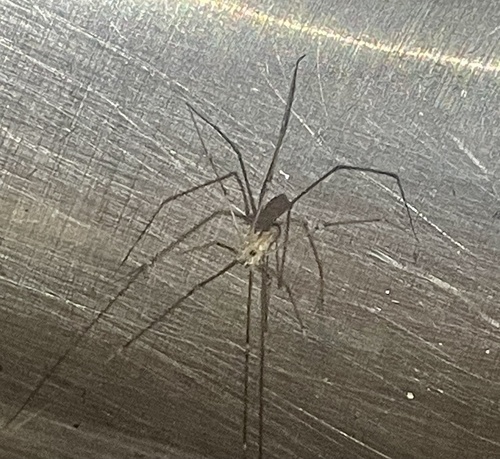 Manuel's Cellar Spider