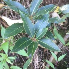 Laurus