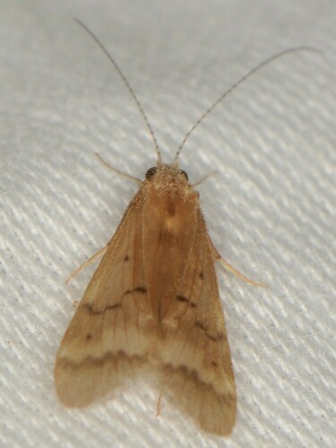 Smicridea signata