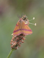 Lythria cruentaria
