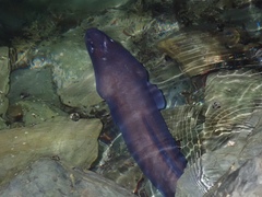 Conger verreauxi