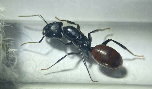 Subspecies Camponotus Pressipes Errans · Inaturalist