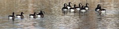Branta canadensis