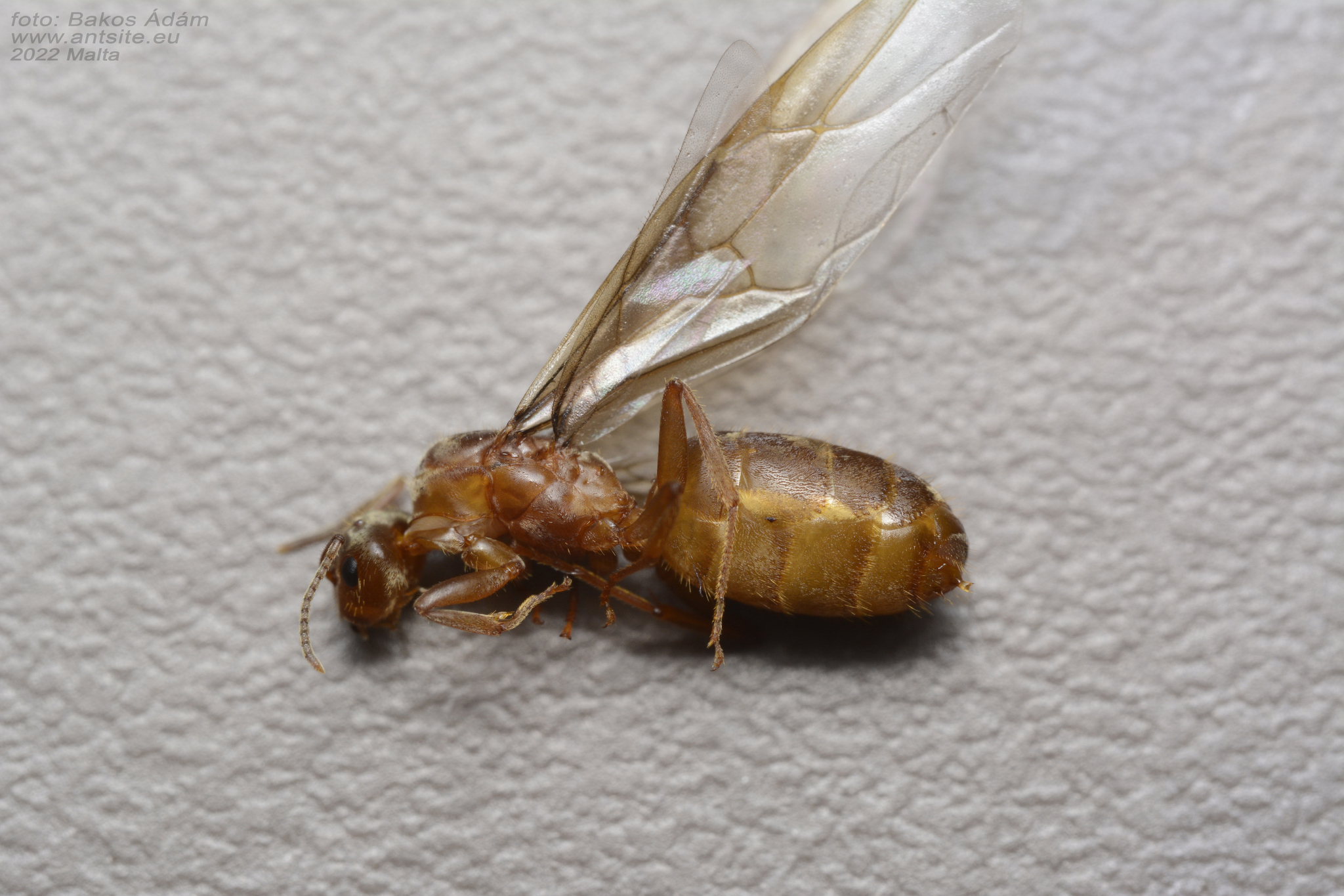 Lasius maltaeus