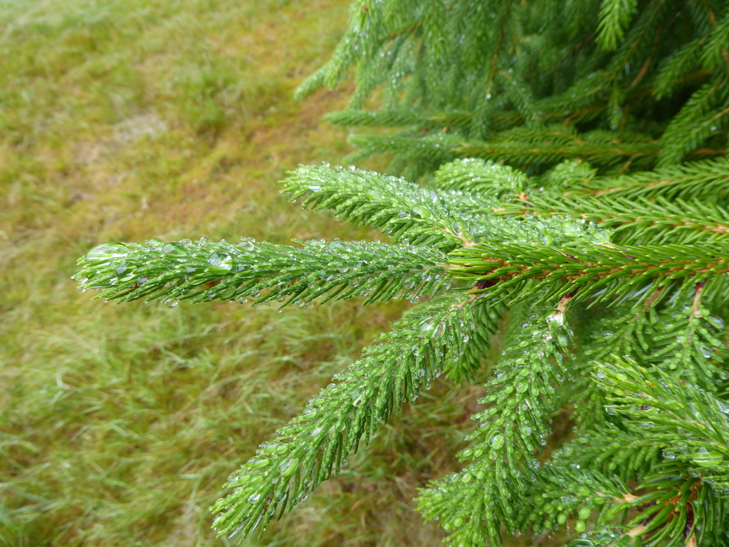 Sargent's spruce