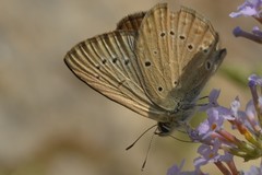 Polyommatus admetus