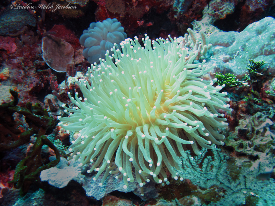 Plate coral