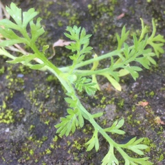 Cotula australis image