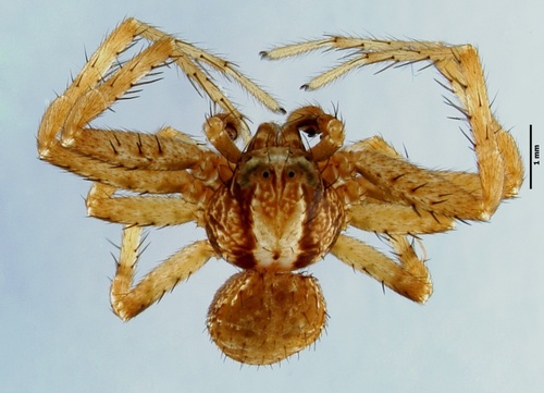 Xysticus cor