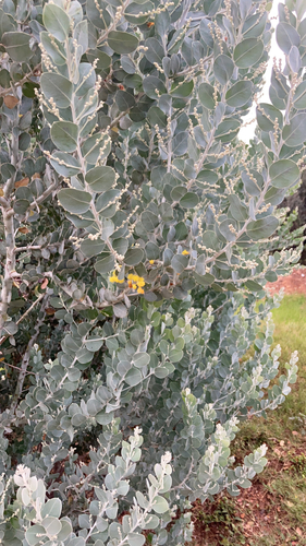 Acacia podalyriifolia image