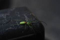 Tetragnatha viridis