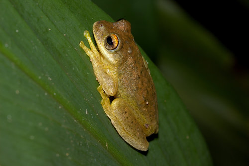 Small-eared Tree Frog