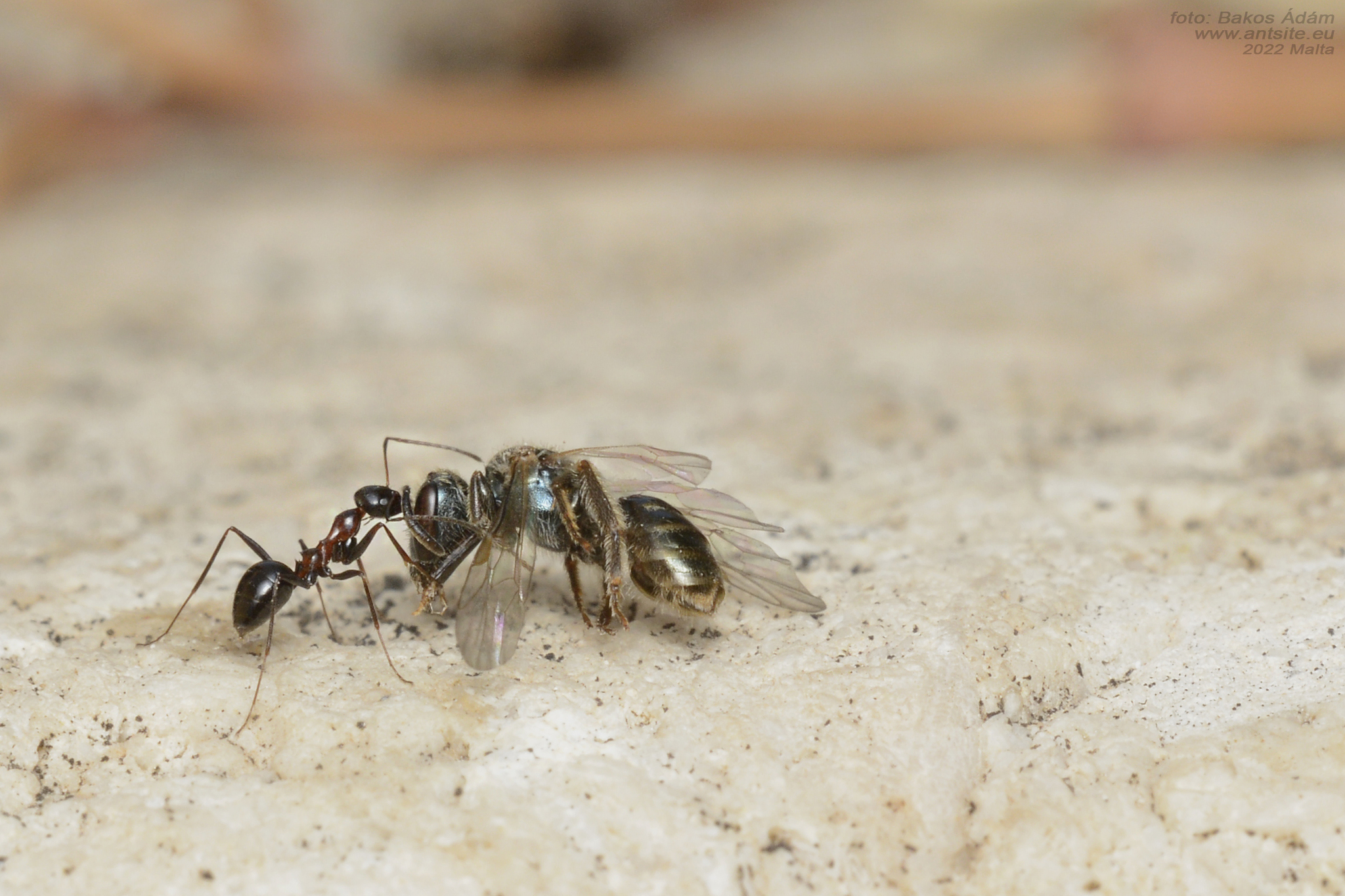 Lepisiota velox