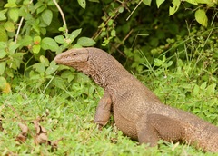 Bengal Monitor photo 2