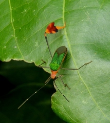 Anisoscelis foliaceus