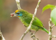 Psilopogon flavifrons