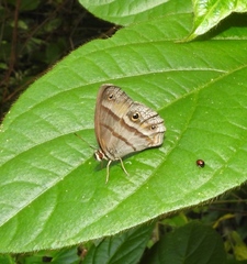 Cissia penelope