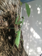 Stagmomantis limbata