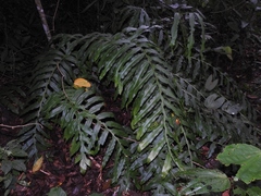 Phlebodium decumanum