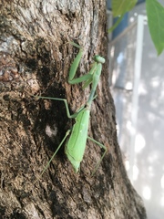 Stagmomantis limbata