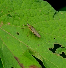 Raphirhinus phosphoreus