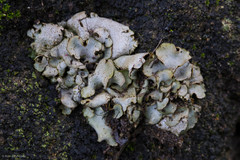 Dermatocarpon americanum