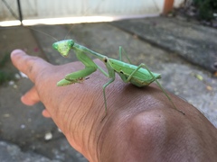 Stagmomantis limbata
