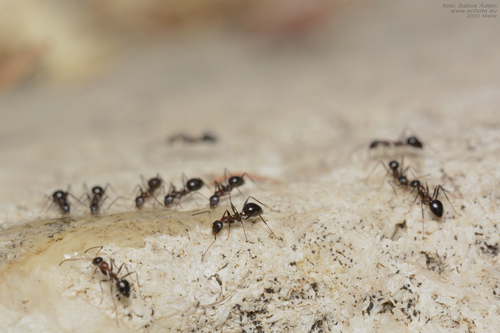 Lepisiota veloxLepisiota velox