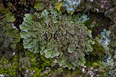 Physconia isidiigera