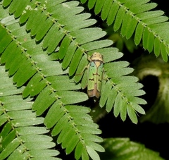 Pseudometopia amblardii