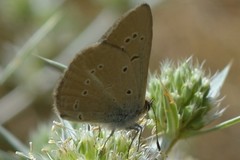 Polyommatus aroaniensis