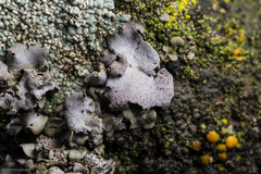 Dermatocarpon americanum