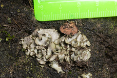 Dermatocarpon americanum