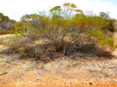 Acacia assimilis