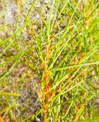 Acacia assimilis