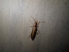 Thelyphassa lineata