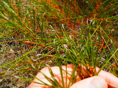 Acacia assimilis