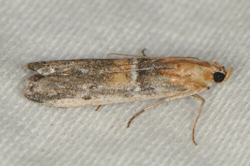 Honora mellinella photo 3
