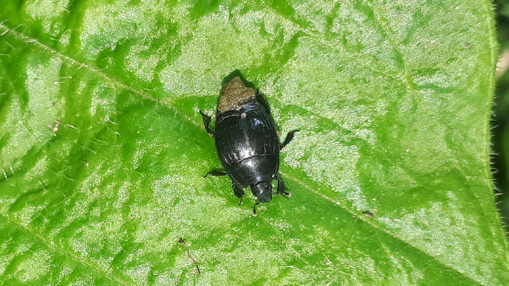 Margarinotus ignobilis