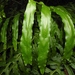 Phlebodium decumanum - Photo 由 Edson Guilherme 所上傳的 (c) Edson Guilherme，保留部份權利CC BY-NC
