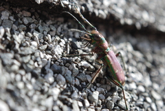 Cicindela limbalis