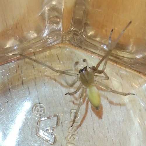 Northern Yellow Sac Spider, Hinterhof, photo 8 of 10