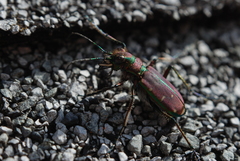 Cicindela limbalis