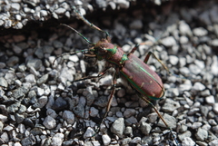 Cicindela limbalis
