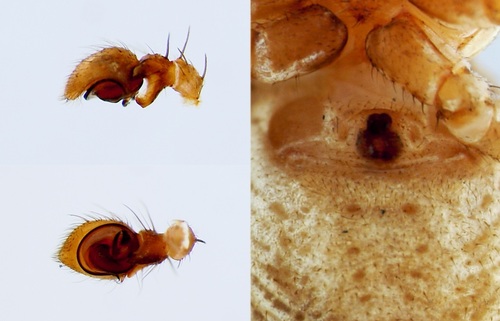 Xysticus cor