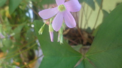 Ionoxalis