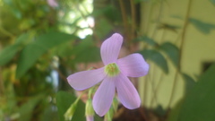 Ionoxalis
